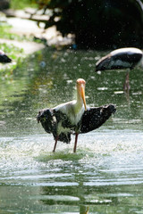 Lesser adjutant stork in its habitat