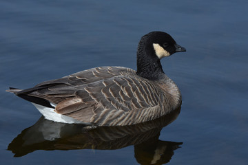 Canada Goose resting during migration on pond in California