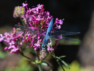 Dragonfly Bluet on flowers