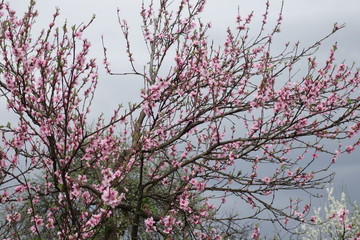 Spring Cherry blossoms, pink flowers.