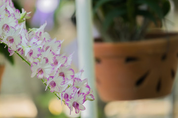 orchid flower