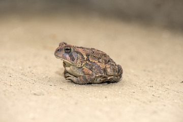 Toad