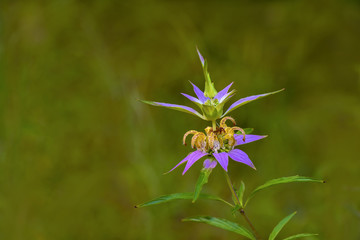 Spotted Bee-balm (Monarda punctata)