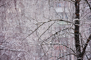 Heavy snowfall opposite windows of residential house. Shallow depth of field, focus on tree with branches