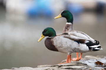 Mallard, Duck, Ducks, Anas platyrhynchos