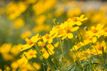 Field of Yellow Flowers