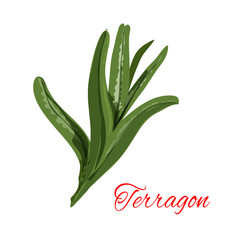 Tarragon. eragon spicy plant isolated vector icon