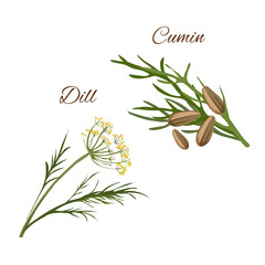 Dill, cumin spice herbs isolated vector icons