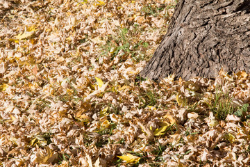 Brown autumn oak leaves on the ground