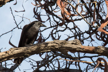 Black raven in a tree staring down