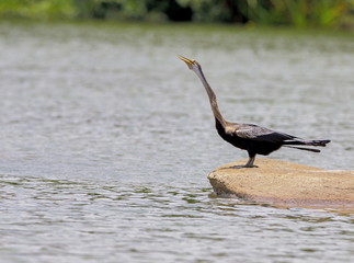 The darters or snakebirds are mainly tropical waterbirds  having a single genus. There are four living species, three of which are very common and widespread while the fourth is near-threatened.