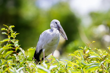 The Asian openbill or Asian openbill stork is a large wading bird in the stork family. This distinctive stork is found mainly in the Indian subcontinent. It is greyish or white with glossy black wings