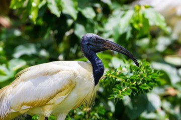 The black-headed ibis or Oriental white ibis is species of wading bird of the ibis family which breeds in the Indian Subcontinent and Southeast Asia from northern India, Bangladesh, Nepal, Sri Lanka.