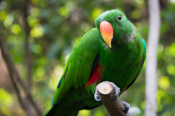 Green Bird on Branch