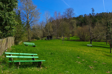 Wooden green bench under trees in the park