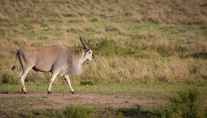 Large adult male eland antelope walking right across the grasslands of Kenya's Masai Mara