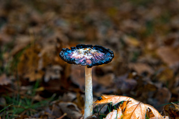Mushroom 