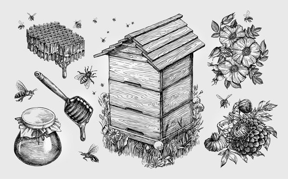 Honey, mead. Beekeeping, apiculture, bees sketch vector illustration