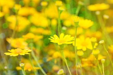 Flower Background