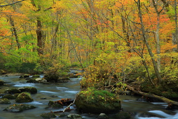 紅葉の奥入瀬渓流