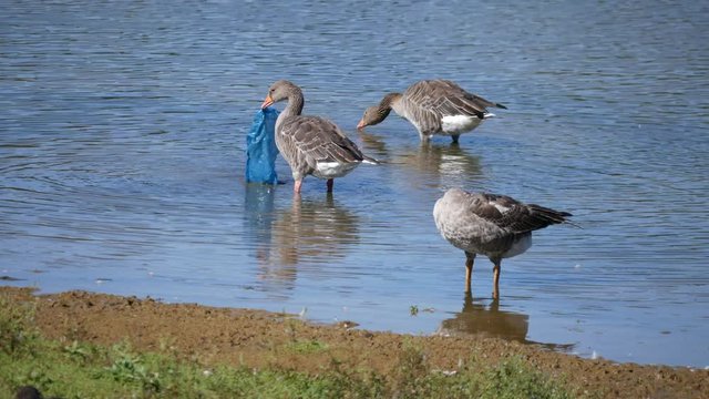 Greylag Goose Eating a Discarded Blue Plastic Bag