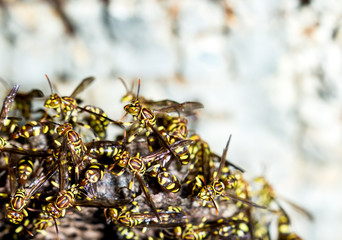 Adult yellow wasps