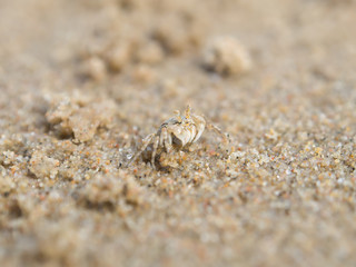 Close up horn-eyed ghost crab on the beach