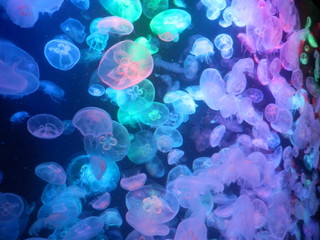 クラゲ © misumaru51shingo