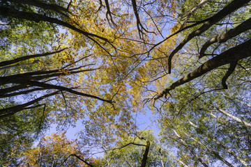 Beautiful fall color of Switzer Falls Trail