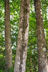 Obraz premium 里山の林