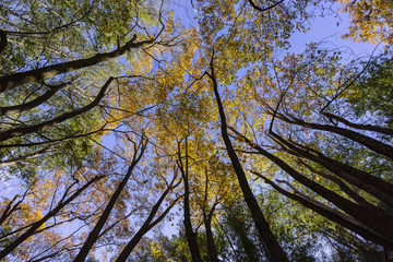 Beautiful fall color of Switzer Falls Trail