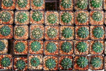 beautiful small cactus in pot top view