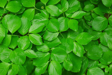 Naklejka na ściany i meble green leaves background