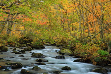 紅葉の奥入瀬渓流
