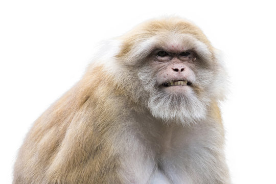 Image of a brown rhesus monkeys on white background.