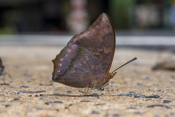 Fototapeta premium Close up butterfly eating salt lick