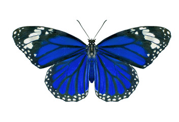 Butterflies, Plain Tiger Butterfly flying up (Danaus chrysippus,beautiful butterflies
