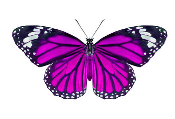 Butterflies, Plain Tiger Butterfly flying up (Danaus chrysippus,beautiful butterflies