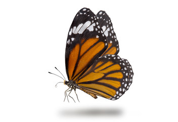 Butterflies, Plain Tiger Butterfly flying up (Danaus chrysippus,beautiful butterflies