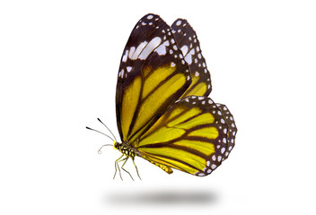 Butterflies, Plain Tiger Butterfly flying up (Danaus chrysippus,beautiful butterflies