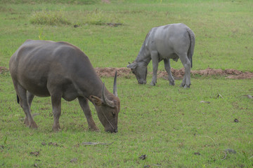 Fototapeta premium Buffalo in the field, Thailand