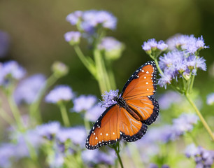 Obraz premium Królowa motyli (Danaus gilippus) żerująca na mglistych kwiatach Greggsa