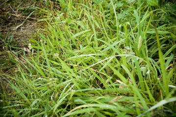 Wet Grass after the rain