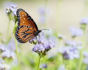 Obraz premium Królowa motyli (Danaus gilippus) u Greggsa Mistflowers