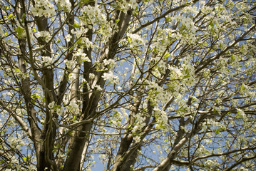 Spring white tree blossoms
