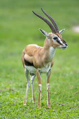 Naklejka na ściany i meble Antelope on green grass background, blackbuck (Antilope cervicapra)