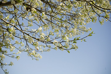 Spring white tree blossoms