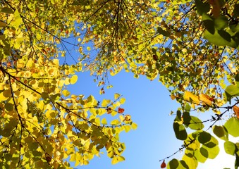 甘い綿菓子の香りがする桂の黄葉、日本の秋