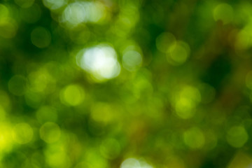 abstract green nature background