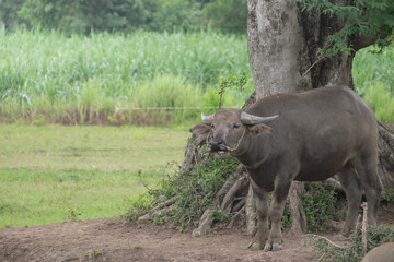 Fototapeta premium Buffalo in the field, Thailand